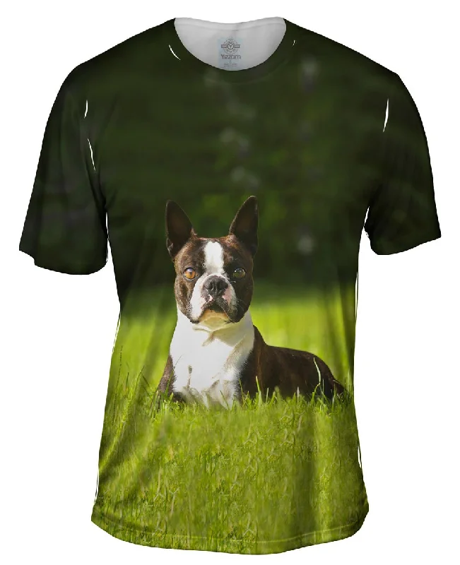 Giddy Boston Terrier